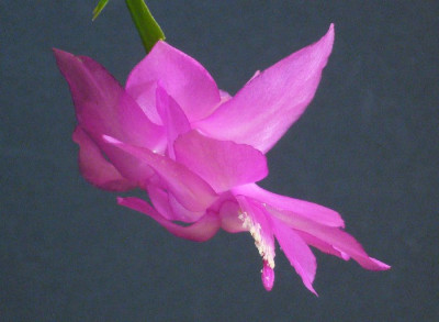 Schlumbergera_pink_11-2012_900x900_80KB.jpg