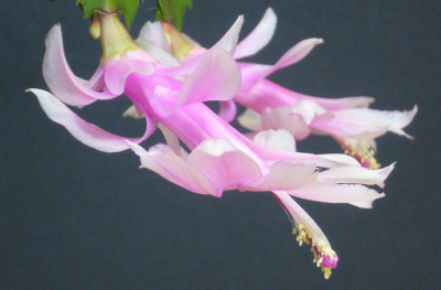 Schlumbergera_rosa_11-2012_900x900_80KB.jpg