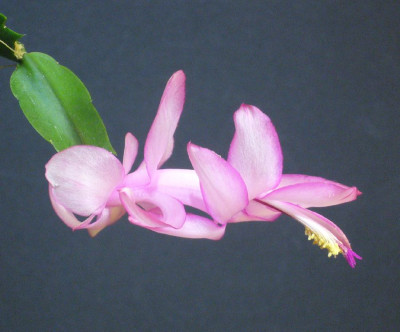 Schlumbergera_Queen_Hybride_11-2012a_900x900_80KB.jpg
