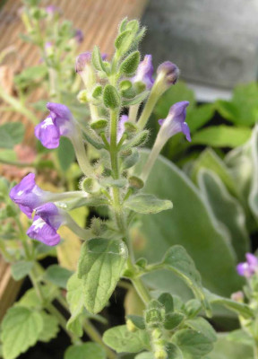 Scutellaria_sp.jpg