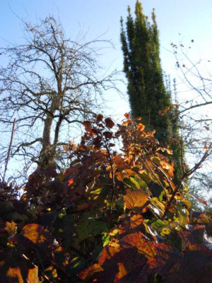 24.11.12_spate_Bluten_004.JPG