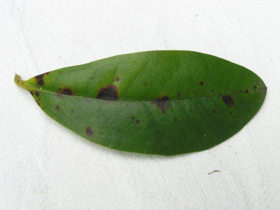 Rhododendron_Blattflecken.jpg