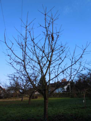 24.11.12_spate_Bluten_022.JPG