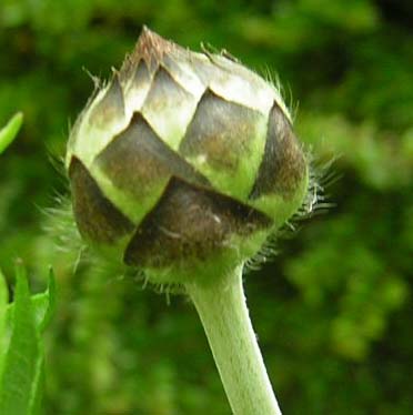 77cephalaria_K.jpg