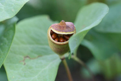Jeffersonia_diphyllum_GV.JPG