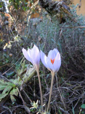 24.11.12_spate_Bluten_001.JPG