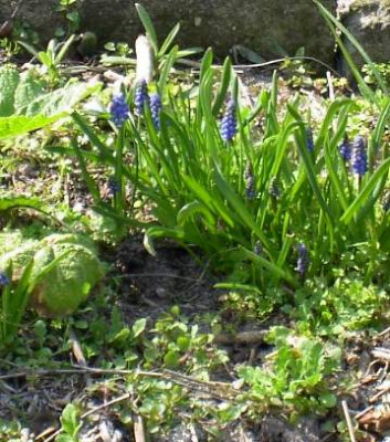 20040402_traubenhyazinthen_01.jpg