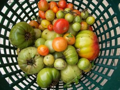 letzteTunneltomaten.jpg