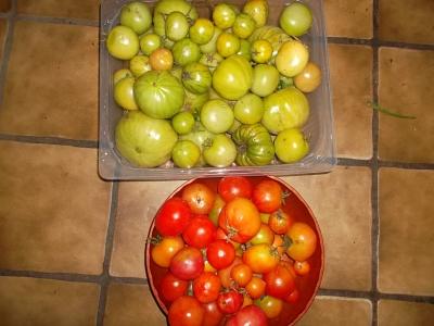 Tomatenrestrotundgruen.jpg