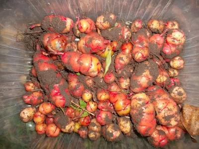 Oca1.jpg