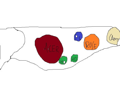 beet1717171717.jpg