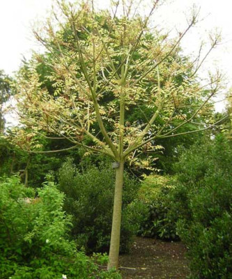 77Rhus_verniciflua6.jpg