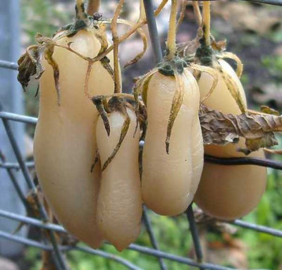 K800_Kopie_von_BILD2372.JPG