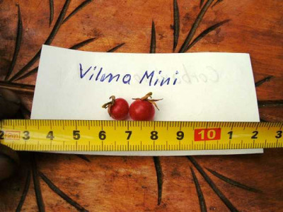 K640_Vilma_Mini__12_2.JPG