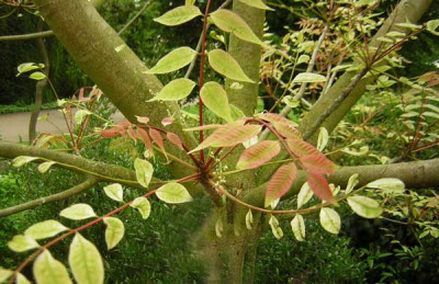 77Rhus_verniciflua_L.jpg
