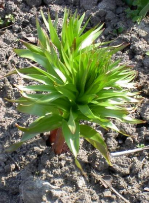 20040402_kaiserkrone.jpg