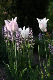 Tulpenarrangement.jpg