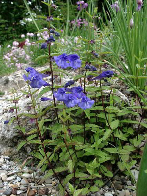 06060003_eScutellaria_scordifolia.JPG