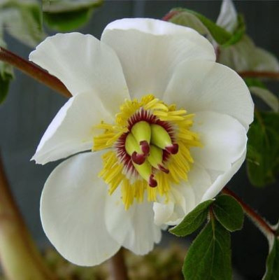 Paeonia_obovata_china.JPG
