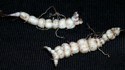 0127_2_eScutellaria_scordifolia_Rhizom.JPG
