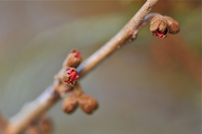 Hamamelis_im_November.jpg