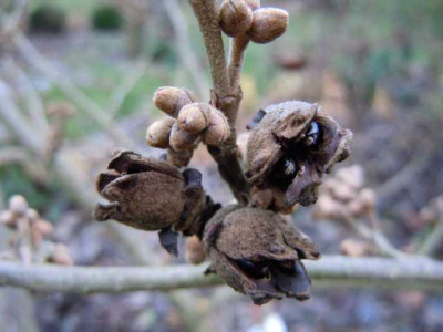 Hamamelis_aahrodite_Anfang_Dez_12_003.JPG