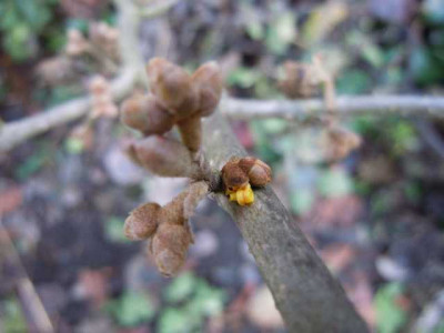 Hamamelis_Anfang_Dez_12_002.JPG