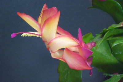 Schlumbergera_Samba_Brasil_12-2012_900x900_80KB.jpg