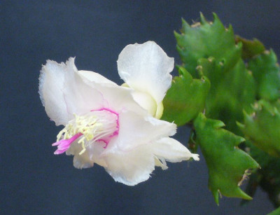 Schlumbergera_Aspen_12-2012_A_900x900_80KB.jpg