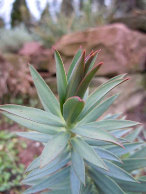 Hamamelis_Anfang_Dez_12_009.JPG