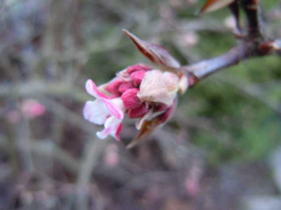 Hamamelis_Anfang_Dez_12_007.JPG