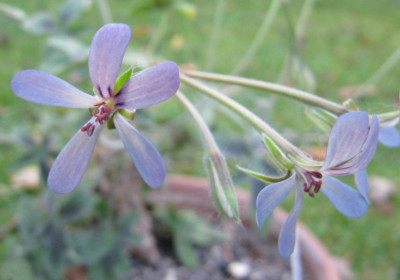 P_quinquelobatum_Blute.jpg