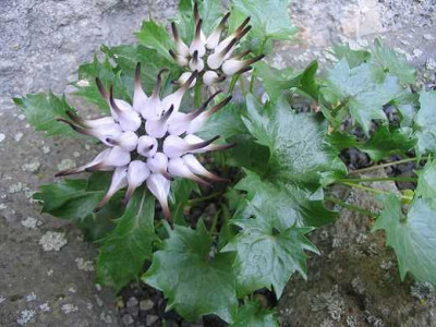 Physoplexis_comosa.jpg
