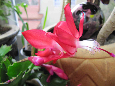 Thor_Olga_121202_k.jpg