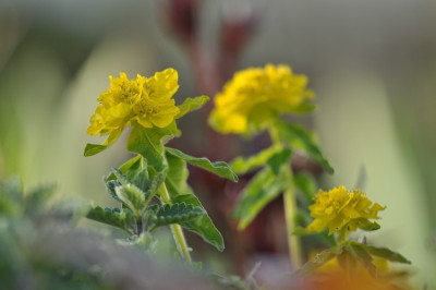 Euphorbia_polychroma.jpg