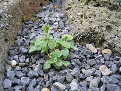 Campanula_na_welche.jpg