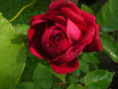 Comtesse_d._B..JPG