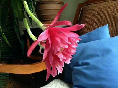 epiphyllum_20121202_zg.jpg