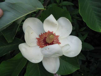 Magnolia_x_Wieseneri.jpg