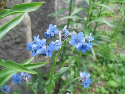Cynoglossum_amabile.jpg
