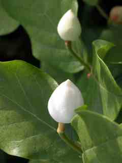 mag_sieboldii_knosp_06-04001.jpg