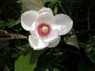 mag_sieboldii_06-04001.jpg