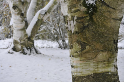 2012-10_Betula_utilis_Doorenbos1.jpg