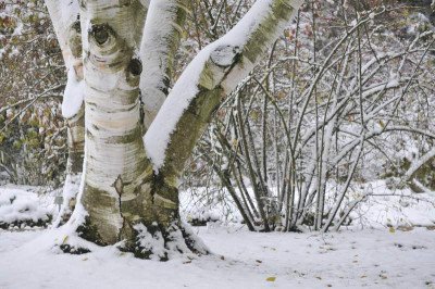 2012-10_Betula_utilis_Doorenbos2.jpg