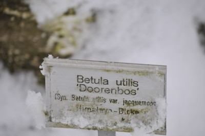 2012-10_Betula_utilis_Doorenbos3.jpg