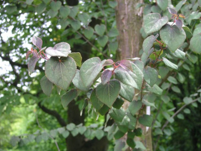 Cercidiphyllum_Rotfuchs.jpg