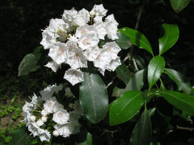 Kalmia_latifolia_boga.jpg