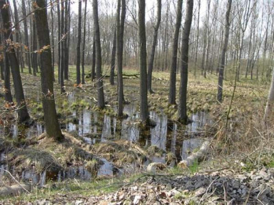 20040402_sumpfiger_wald01.jpg