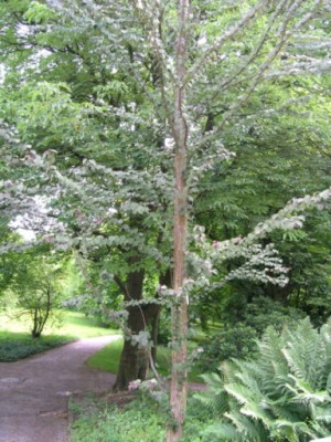 Cercidiphyllum_fast_Ganzkoerper.jpg