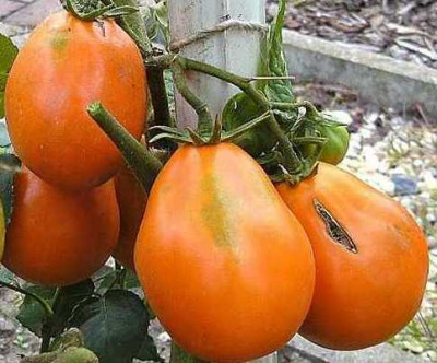K640_Kopie_von_Beuteltomate_aus_El_Salvator__12a_33.JPG